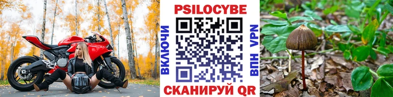 Купить где  Пикалёво  Псилоцибиновые грибы GOLDEN TEACHER 